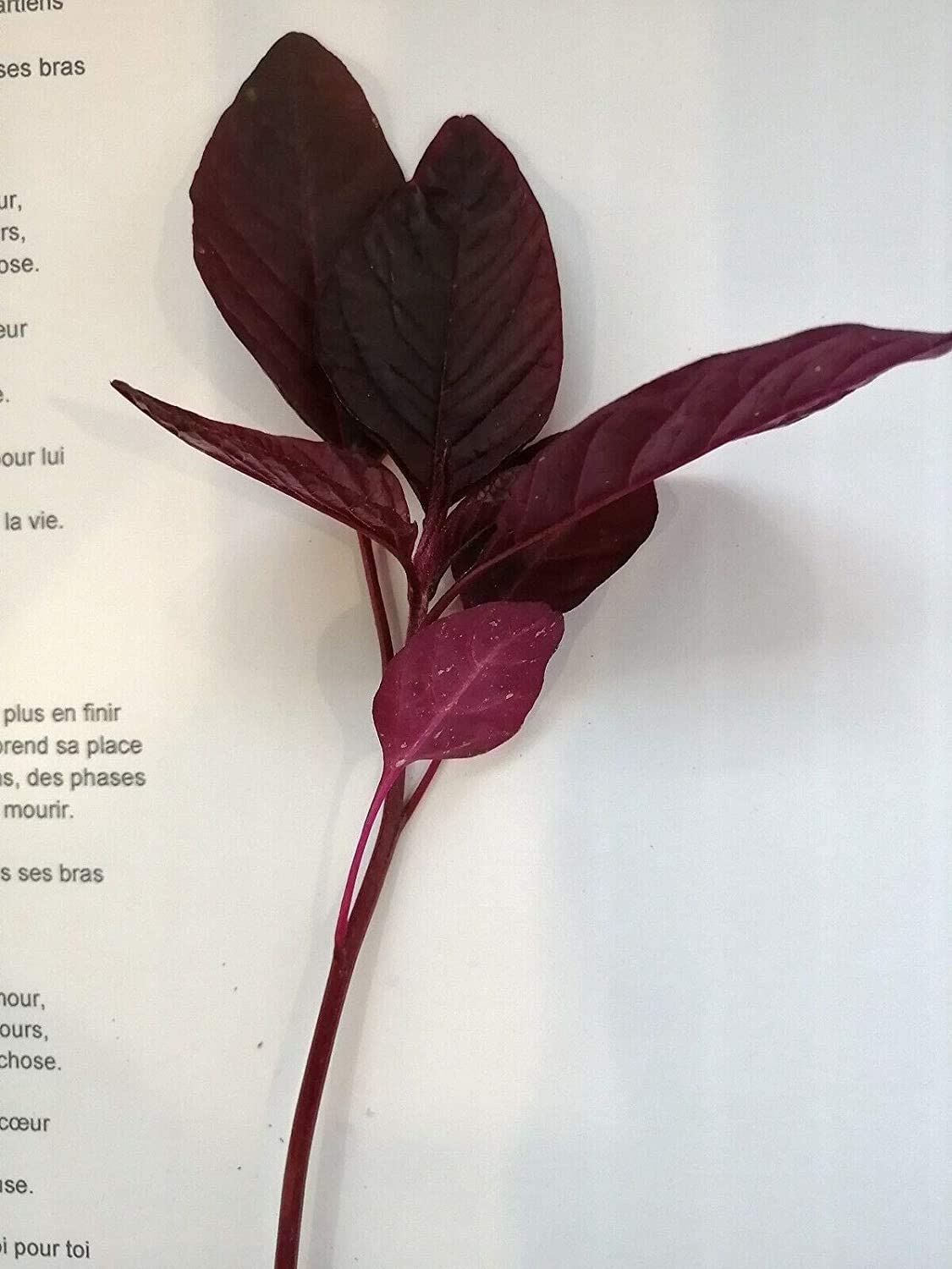 Organic Hopi Red Dye Amaranth 500 Native Seeds - Amaranthus cruentus Non-GMO for Vegetable, Flower and Grain