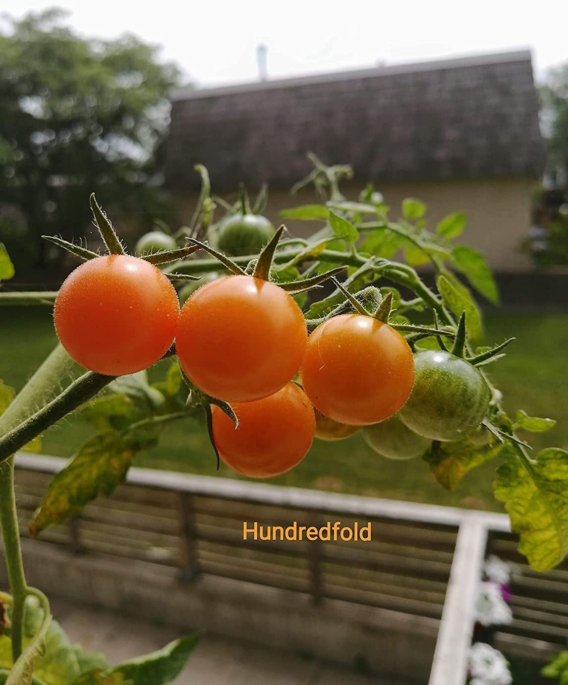 Honey Drop Cherry Tomato 30 Vegetable Seeds - Non-GMO Sweet and Flavorful Fruits, Honeydrop, Easy to Grow, Productive, Great for Containers or Small Spaces