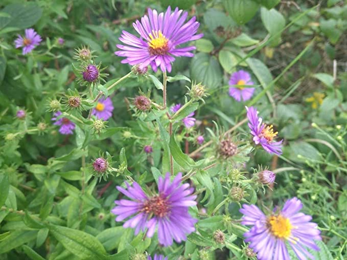 Mélange de fleurs sauvages de l'est du Canada et du nord-est des États-Unis au centuple, 10 grammes de graines – Mélange de 19 variétés de fleurs, couvre 100 pieds carrés, pour verger, parcelle vivrière, jardin et pelouse
