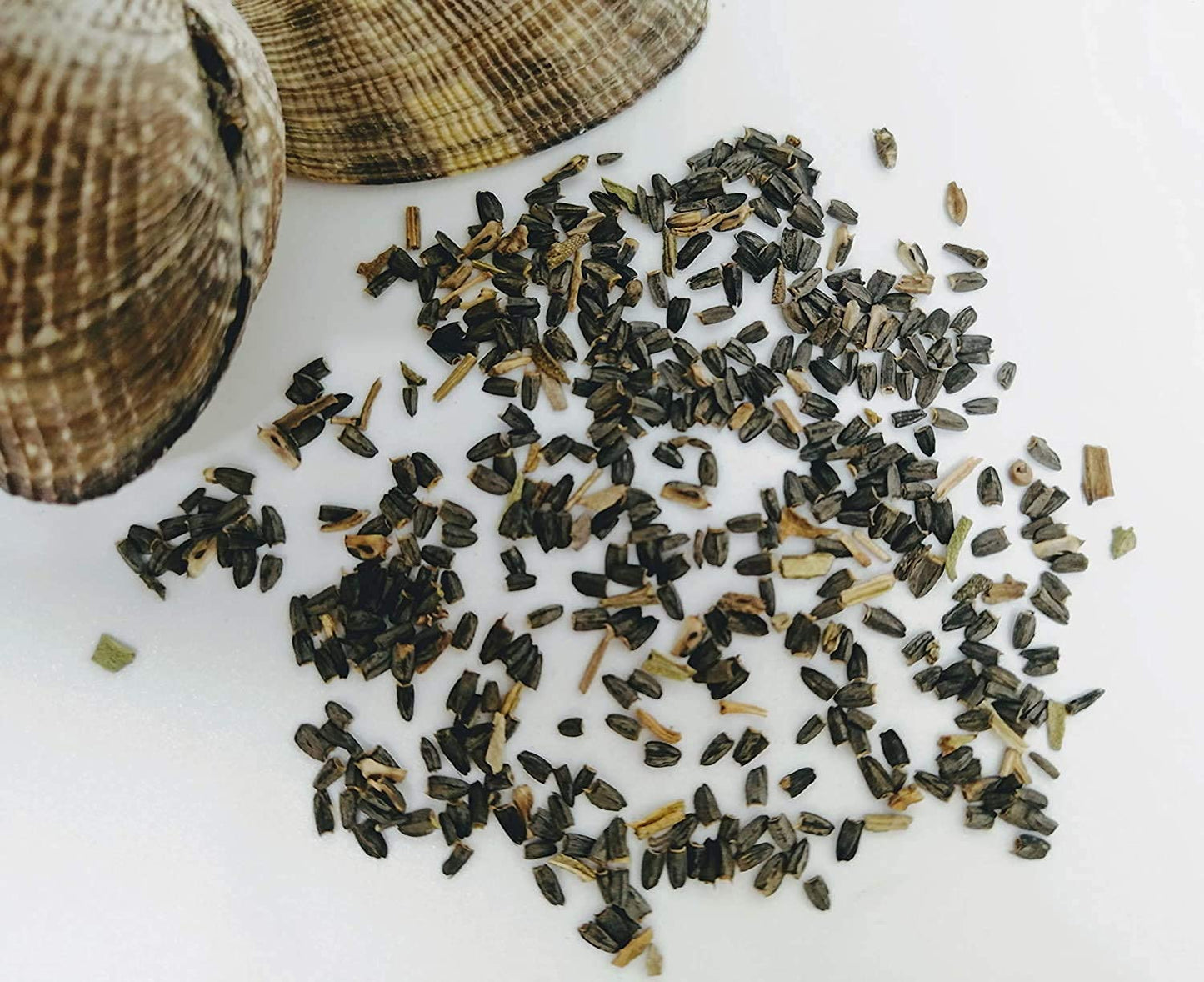Échinacée jaune dressée 500 graines - Ratibida columnifera Fleur de cône à longue tête indigène des prairies des États-Unis et du Canada