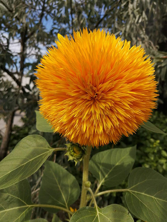 Teddy Bear Dwarf Sunflower 50 Flower Seeds - Helianthus annus Attracts Bees and Birds
