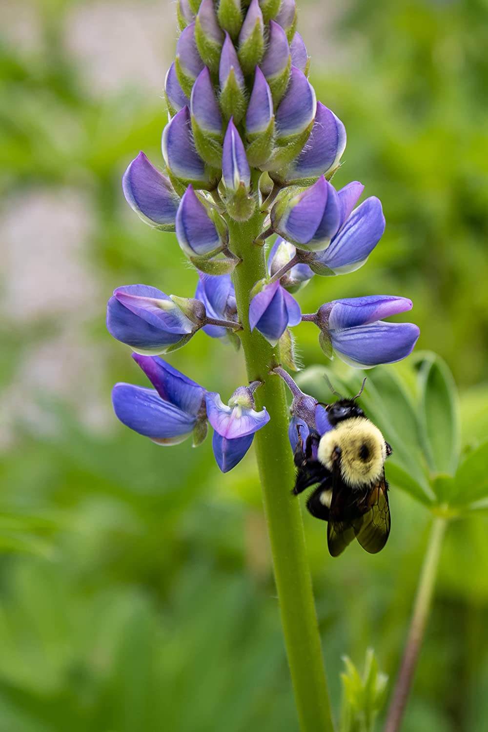 Lupin annuel à feuilles creuses, Lupin d'Arroyo, Lupin succulent 100 graines de fleurs - Lupinus succulentus Fleur sauvage indigène du nord-ouest du Pacifique sans OGM, attire les abeilles, les oiseaux et les papillons