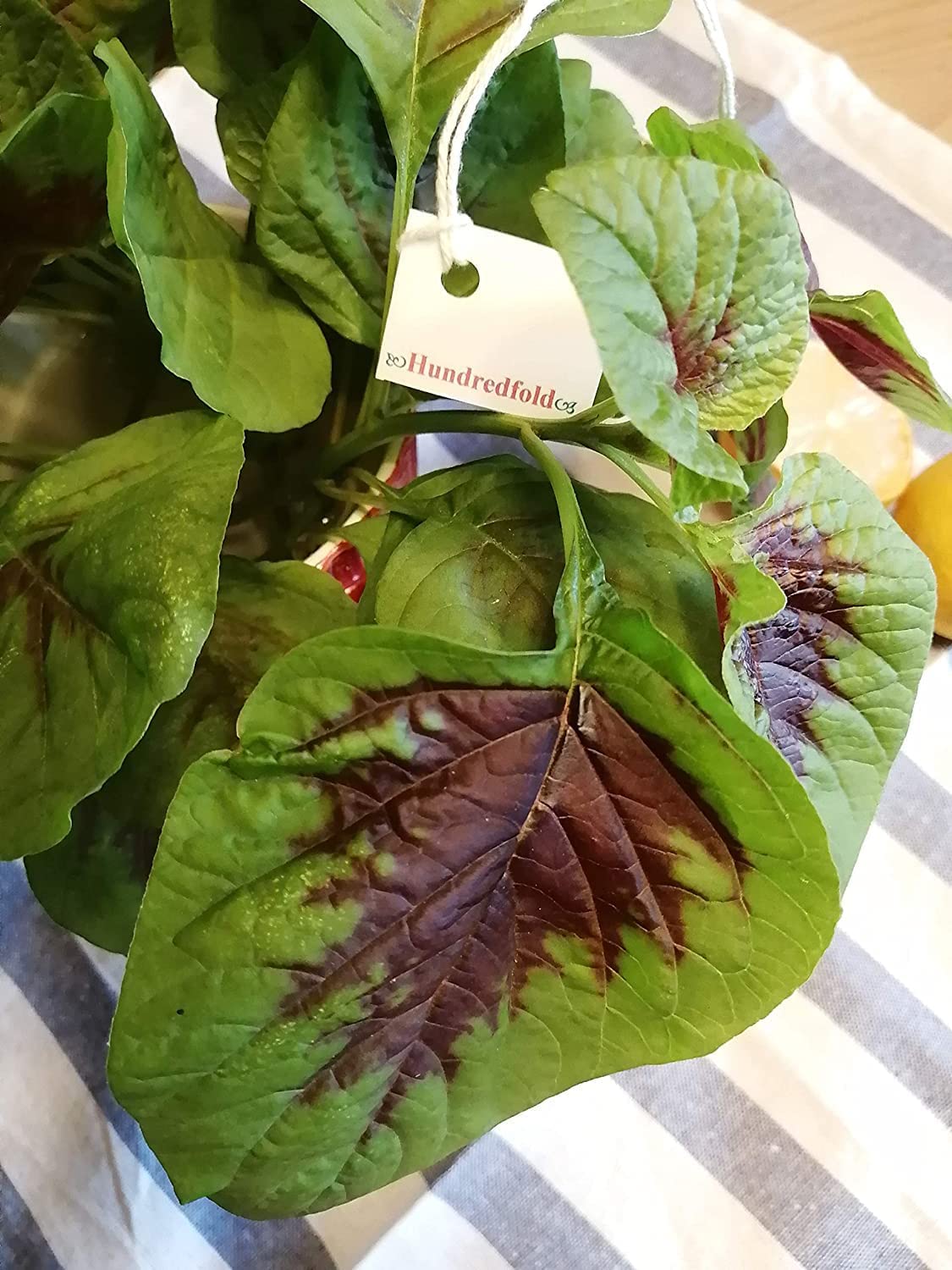 Amarante rouge et verte (feuilles rouges) 1000 graines de légumes - Amaranthus Tricolor Calaloo, Yin Choi, Xian CAI ou épinard chinois, salade verte tendre, héritage sans OGM