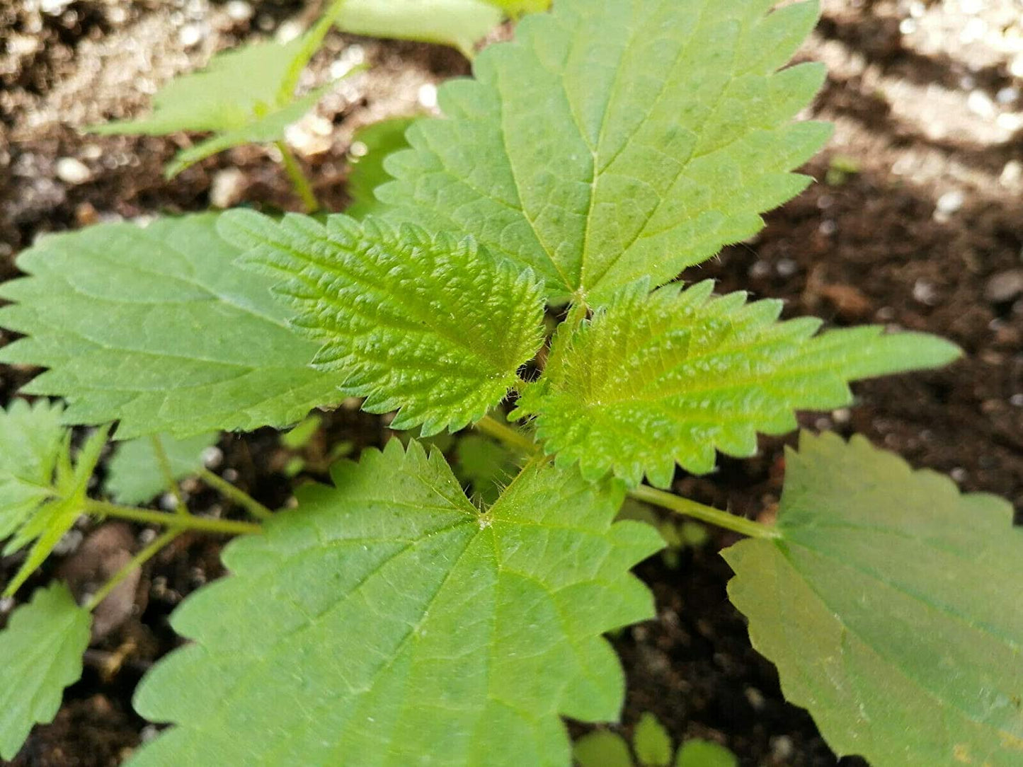 Ortie 200 graines d'herbes - Ortie commune, Urtica dioica