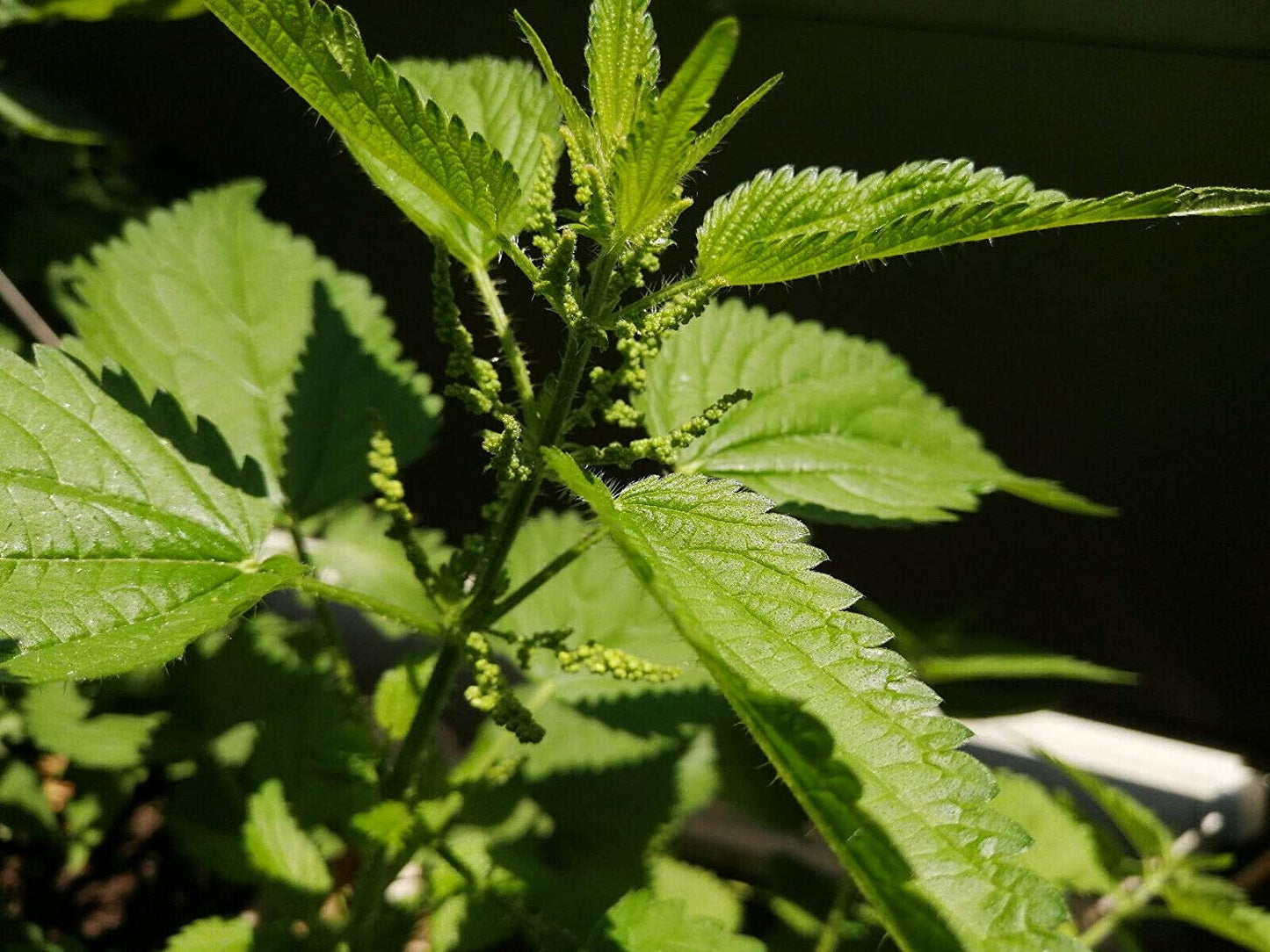 Ortie 200 graines d'herbes - Ortie commune, Urtica dioica
