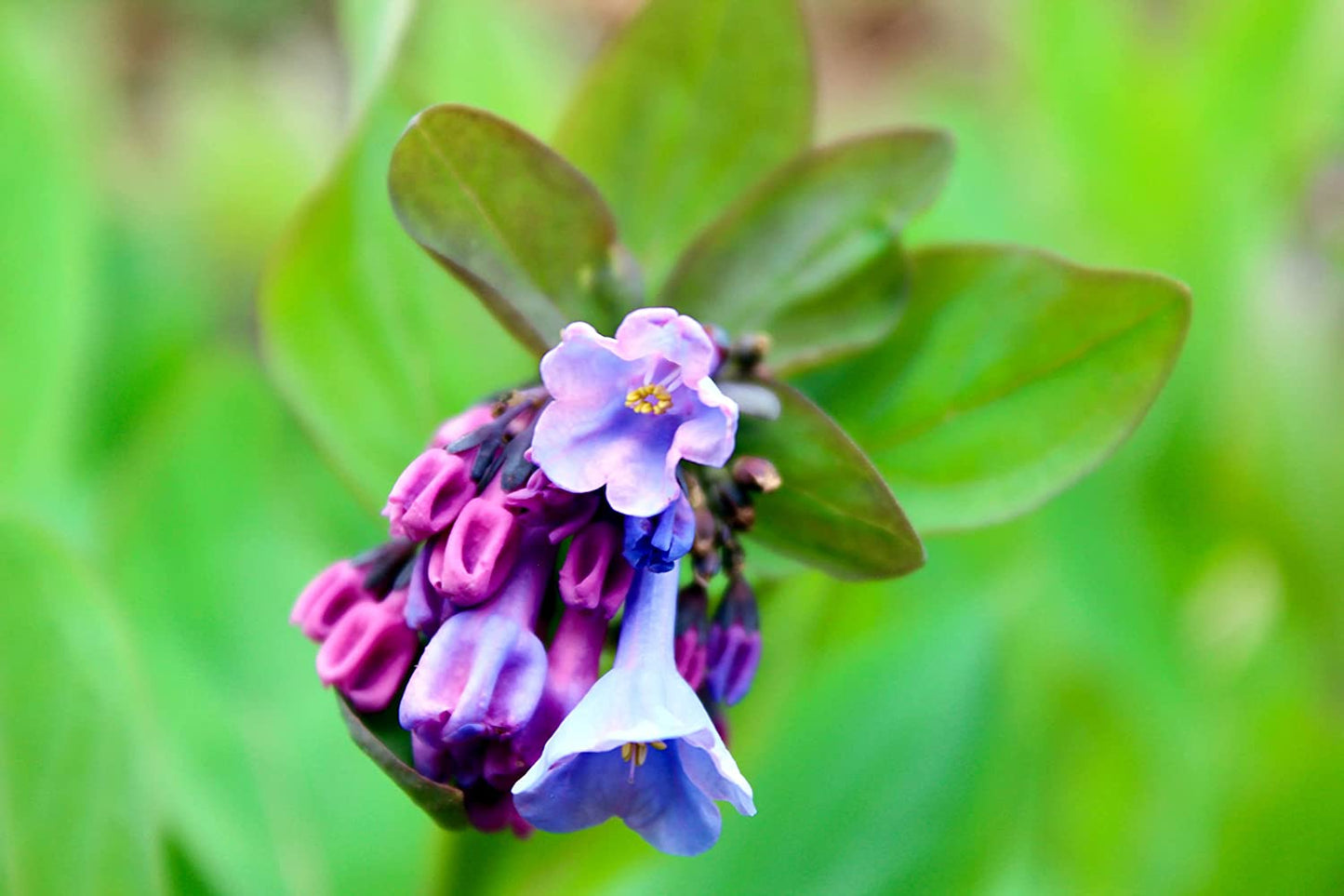Hundredfold Virginia Bluebells 30 Seeds - Mertensia virginica Ontario Quebec Native Woodland Perennial Wildflower Wild Flower
