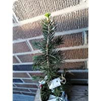 Young blue spruce seedling (Picea pungens) with delicate blue-green needles, grown from seed – ideal for bonsai or landscaping.