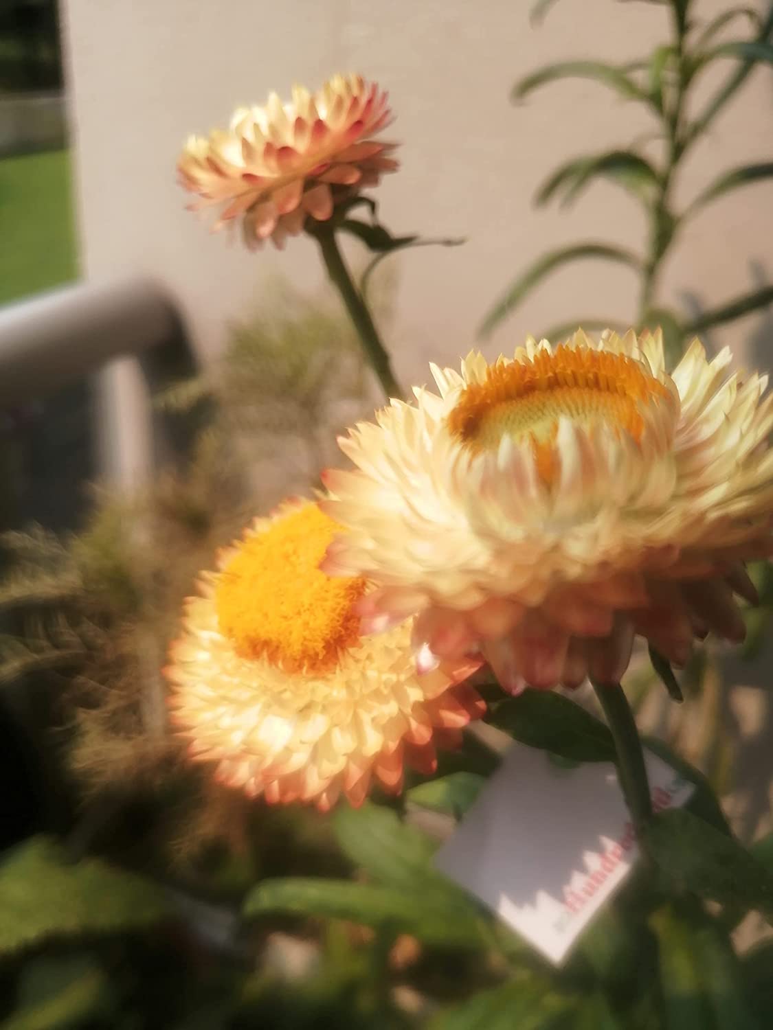 Mixed Straw Flower 500 Seeds - Xerochrysum bracteatum A Mix of Pink, Rose, Gold and White Color Strawflowers, Long-Lasting Bloom, Perfect for Cut Flower or Dried Flower