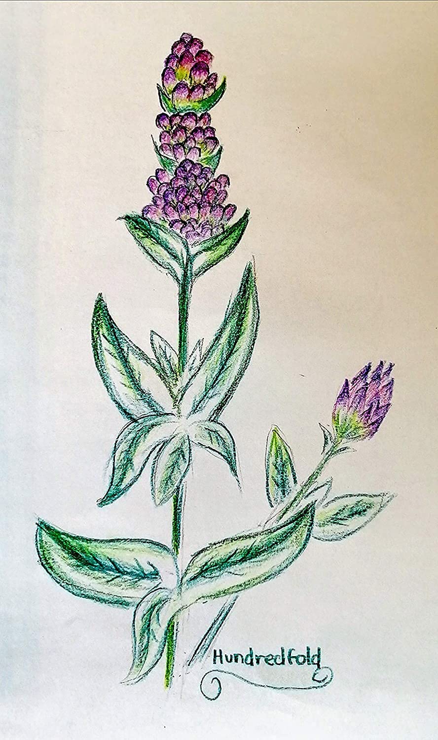 Hysope au centuple 500 graines d'herbes - Hyssopus officinalis Plante aromatique médicinale et culinaire vivace non OGM à planter