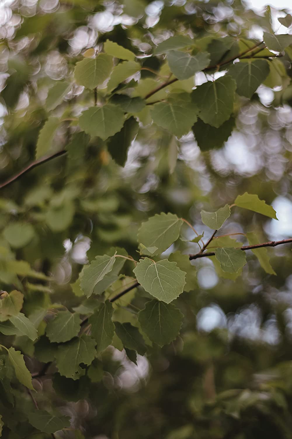 Aulne à feuilles minces - Alnus icana subsp. tenuifolia - 50 graines - Petit arbre indigène du Canada, fixateur d'azote, excellent pour les haies et les brise-vent