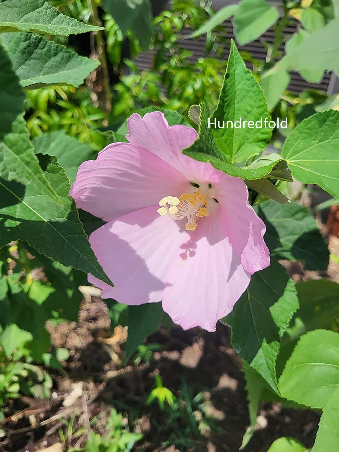 Hundredfold 10 Swamp Rose Mallow Flower Seeds - Hibiscus moscheutos Rosemallow, Marshmallow Hibiscus, Ontario Native Wild Flower Perfect for Cottage & Rain Garden