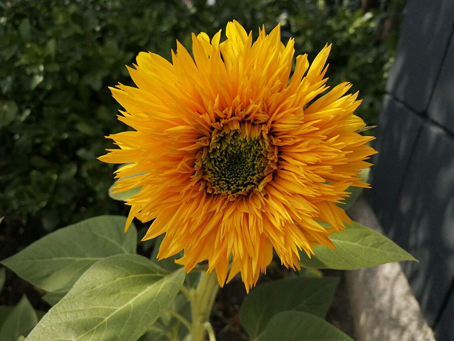 Tournesol nain Teddy Bear 50 graines de fleurs - Helianthus annus Attire les abeilles et les oiseaux