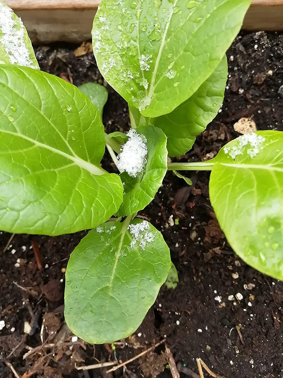 White Stem Pak Choi 500 Seeds - Brassica rapa Non-GMO Pac Choi, Bok Choy, Baicai Asian Greens, Fast-Growing Vegetable, Great for Babyleaf and Mircogreen in Salad Mixes