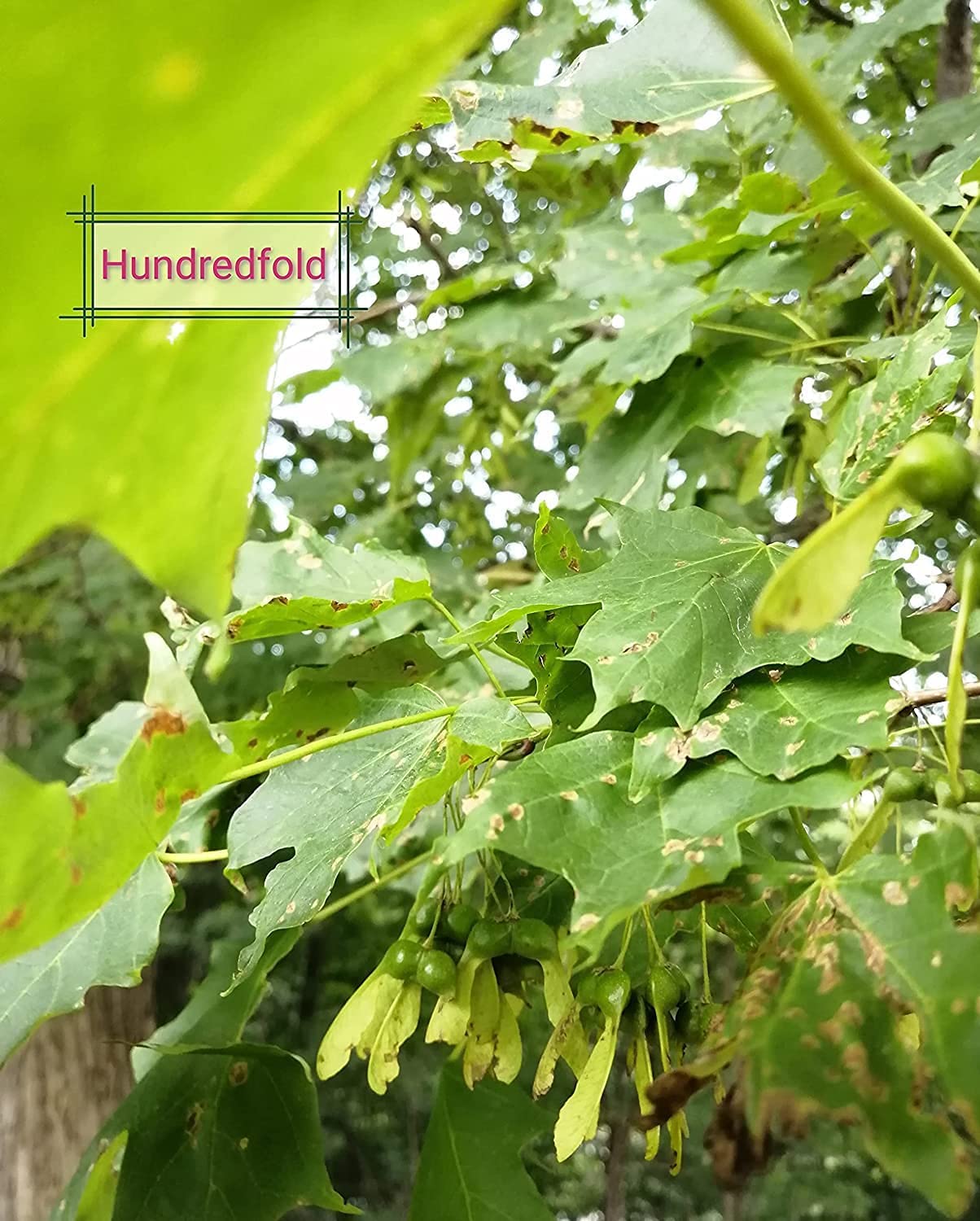 Close-up of plump sugar maple seeds (samaras) hanging clustered on a branch.