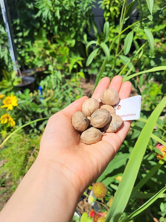 Hundredfold Fresh Shagbark Hickory 20 Tree Seeds - Carya ovate Ontario Grown, Fresh Native Tree Nut for Planting, Shade Tree