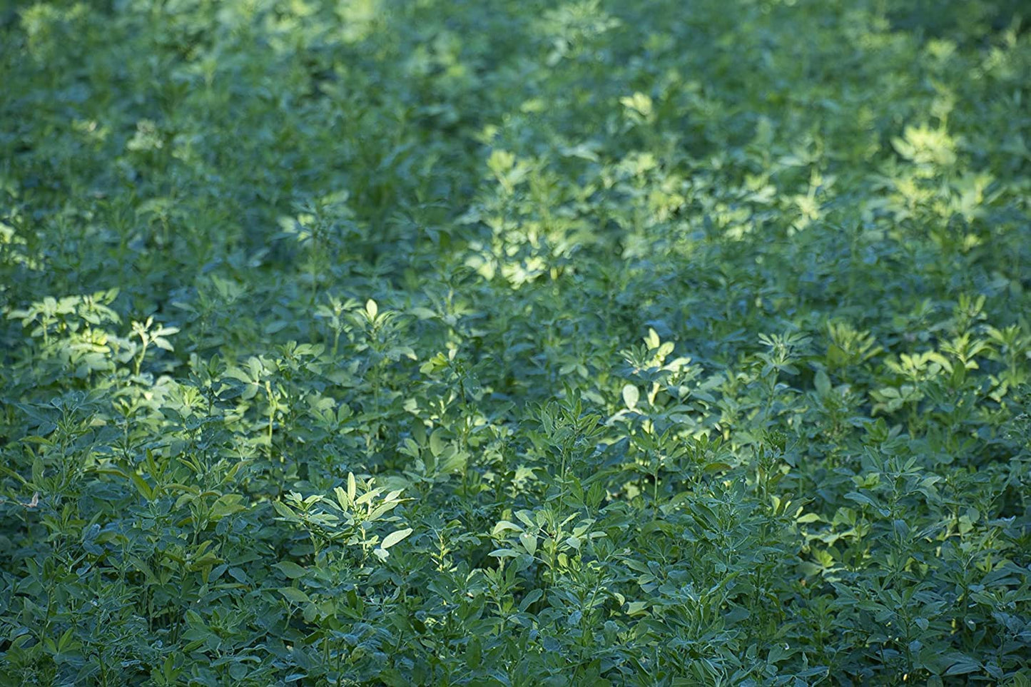 Alfalfa Lucerne 10 Grams Seeds - Non-GMO Kittens & Pets Healthy Treat, Cat Grass or Pet Grass for Dogs, Rabbits and Guinea Pigs