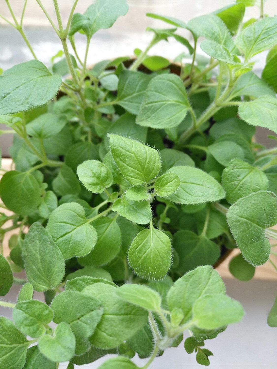 Origan Vulgare Centuple Heirloom 1000 Graines - Origanum vulgare, Herbe à Pizza Sans OGM, pour la Cuisine Italienne