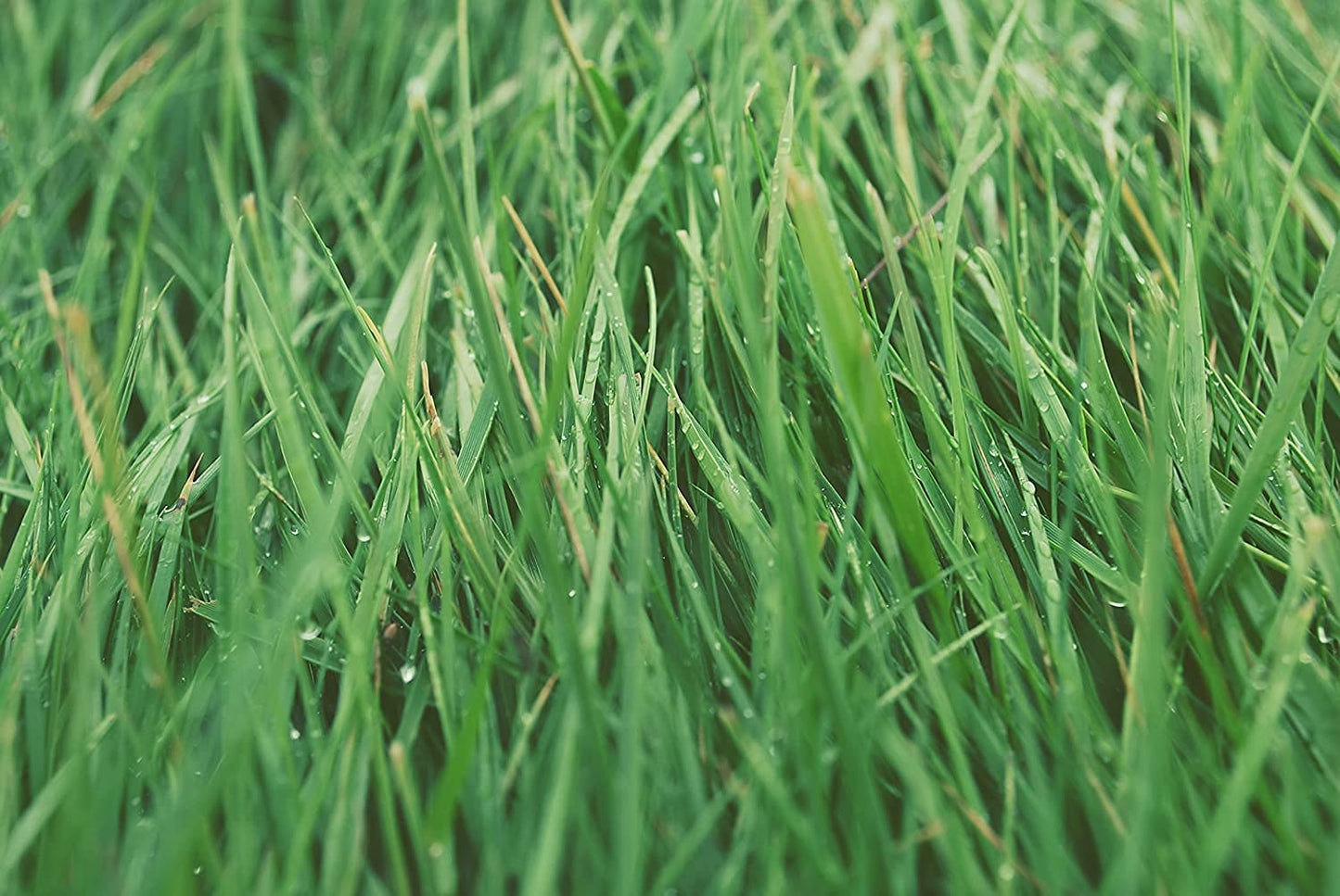 Hundredfold 4lbs Organic Annual Ryegrass Seeds - Lolium multiflorum, Forage, Cover Crop, Soil Enrichment and Weed Suppression, Pure Seeds No Filler and No Mix