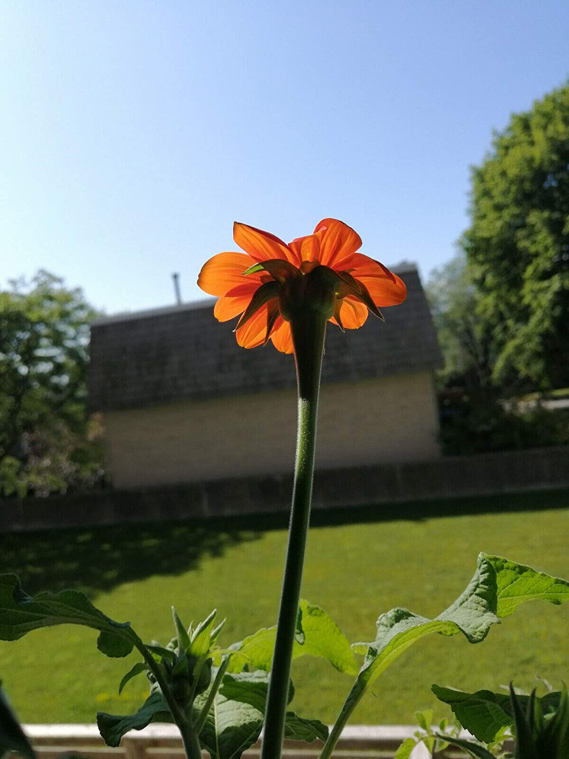 Graines de fleurs Torch Tithonia 50 - Tithonia rotundifolia, Tournesol mexicain pour abeilles, papillons et colibris, parterre de fleurs, bordure et conteneur