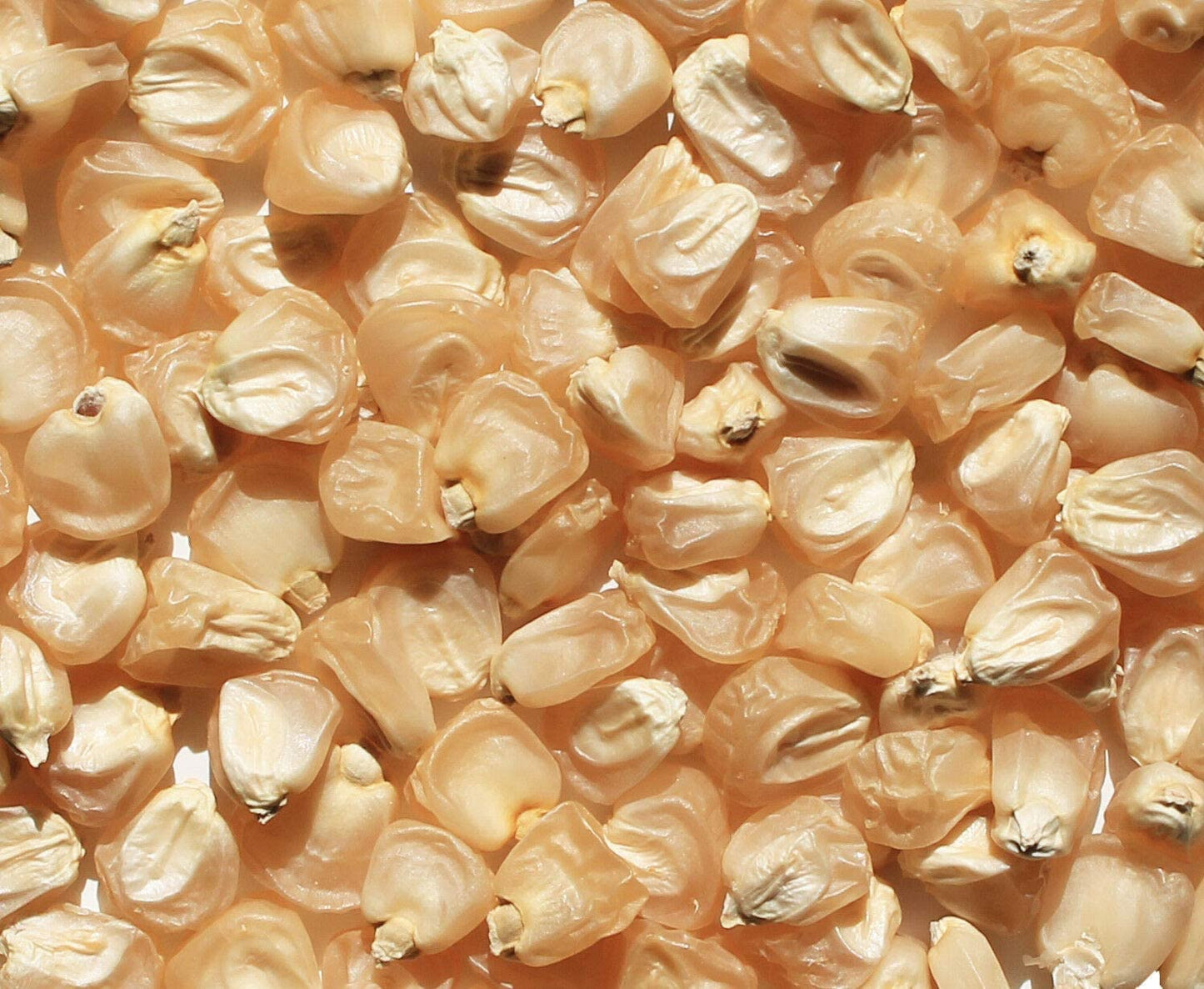 Maïs doux blanc Luther Hill biologique sans OGM 50 graines - Zea mays USA Heirloom, idéal pour le maïs grillé en épi