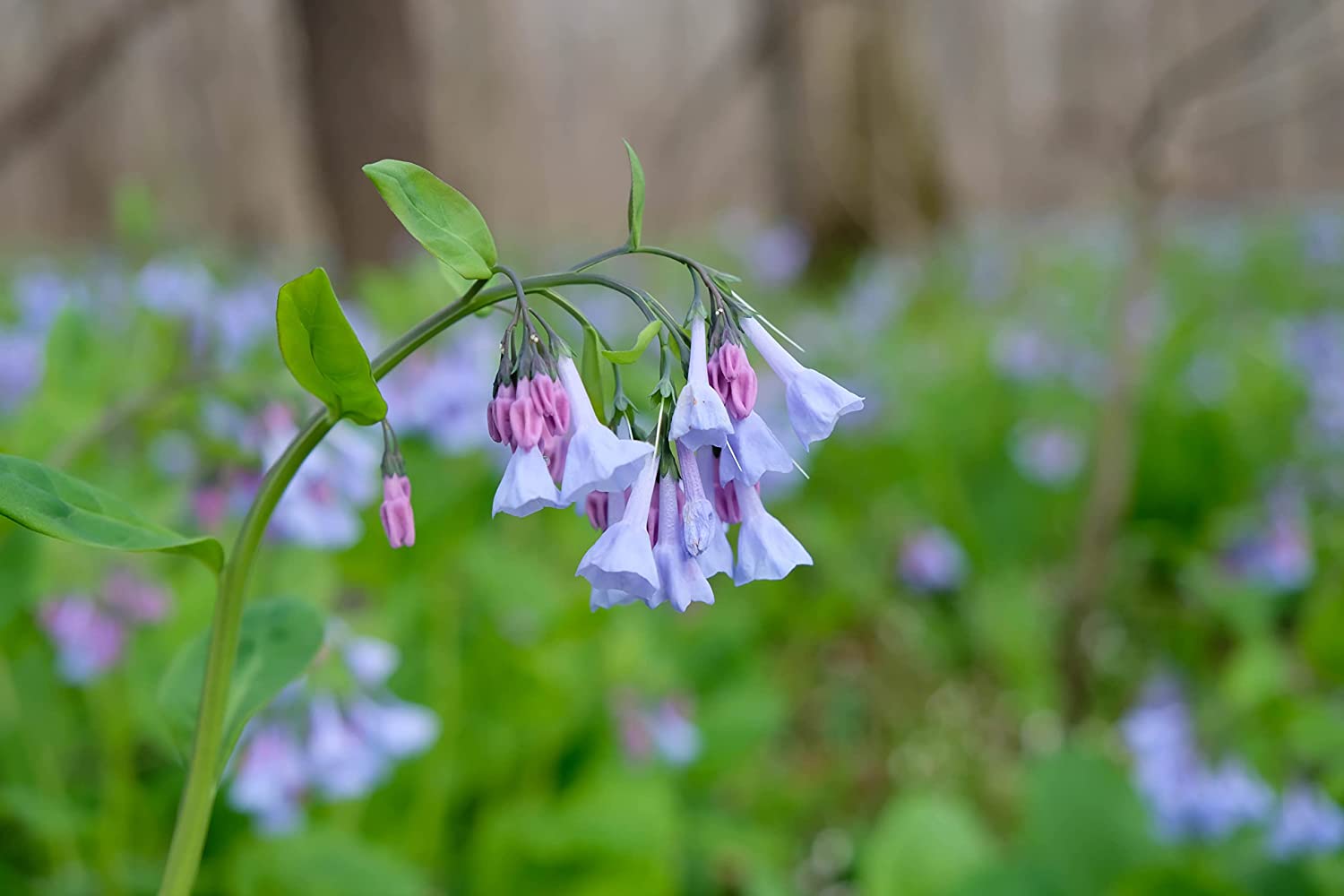 flower seeds ontario Hundredfold Virginia Bluebells 30 Seeds