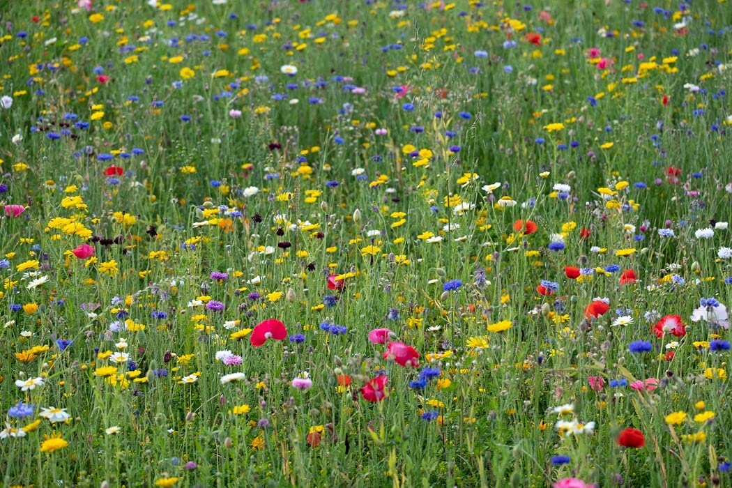 Western Canada Wildflower Mix 10 Grams Untreated Seeds, Mix of 20 Flower Varieties, Includes California Poppy, Fivespot, Lupine & More, Covers 100 Sq Ft, for Orchard, Garden & Lawn