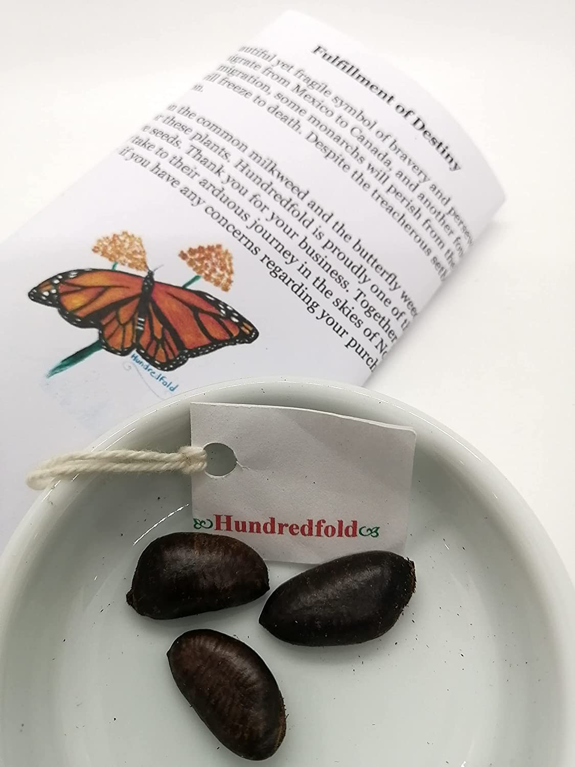 Hundredfold 1 Extra Small Pawpaw Paw Paw American Papaw Seedling - Asimina triloba Paw-Paw UAS & Canada Native Fruit Tree, Ontario Grown Bare-Rooted Live-Plant Live Plants, Producing Tropical-Looking Foliage and Tasty Fruits