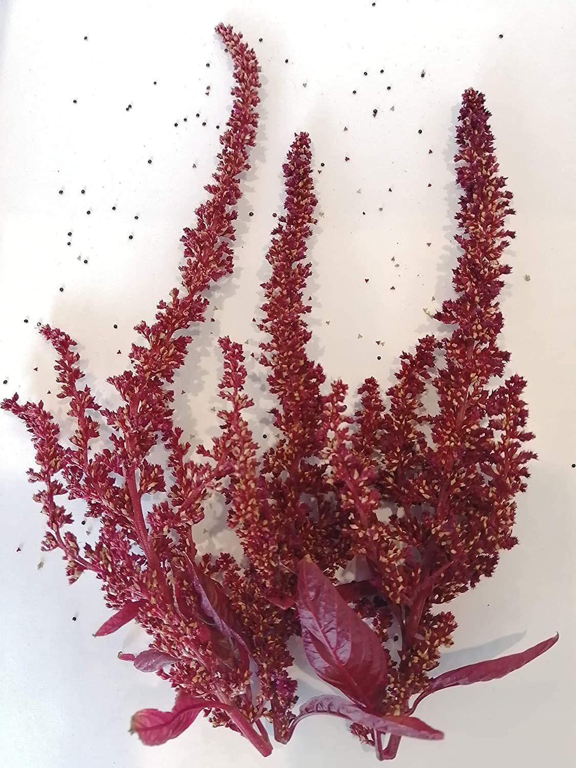 Organic Hopi Red Dye Amaranth 500 Native Seeds - Amaranthus cruentus Non-GMO for Vegetable, Flower and Grain