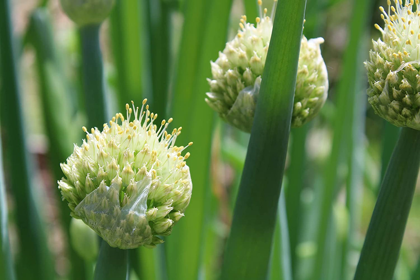 Oignon vert à tige blanche persistante japonaise au centuple 1000 graines - Allium fistulosum sans OGM, oignon à botteler pour salade ou sauté