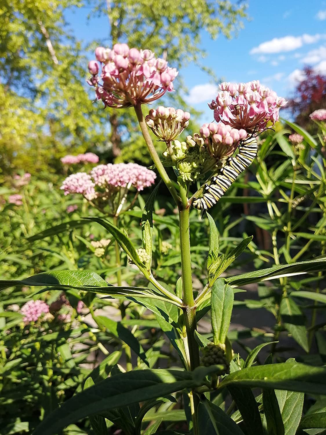Hundredfold Swamp Milkweed 20 Perennial Flower Seeds - Asclepias incarnata, Rose Milkweed, Canada Native, Host Plant for Monarch Butterfly Larvae, Tolerate Wet Soils, Butterfly Garden Staple