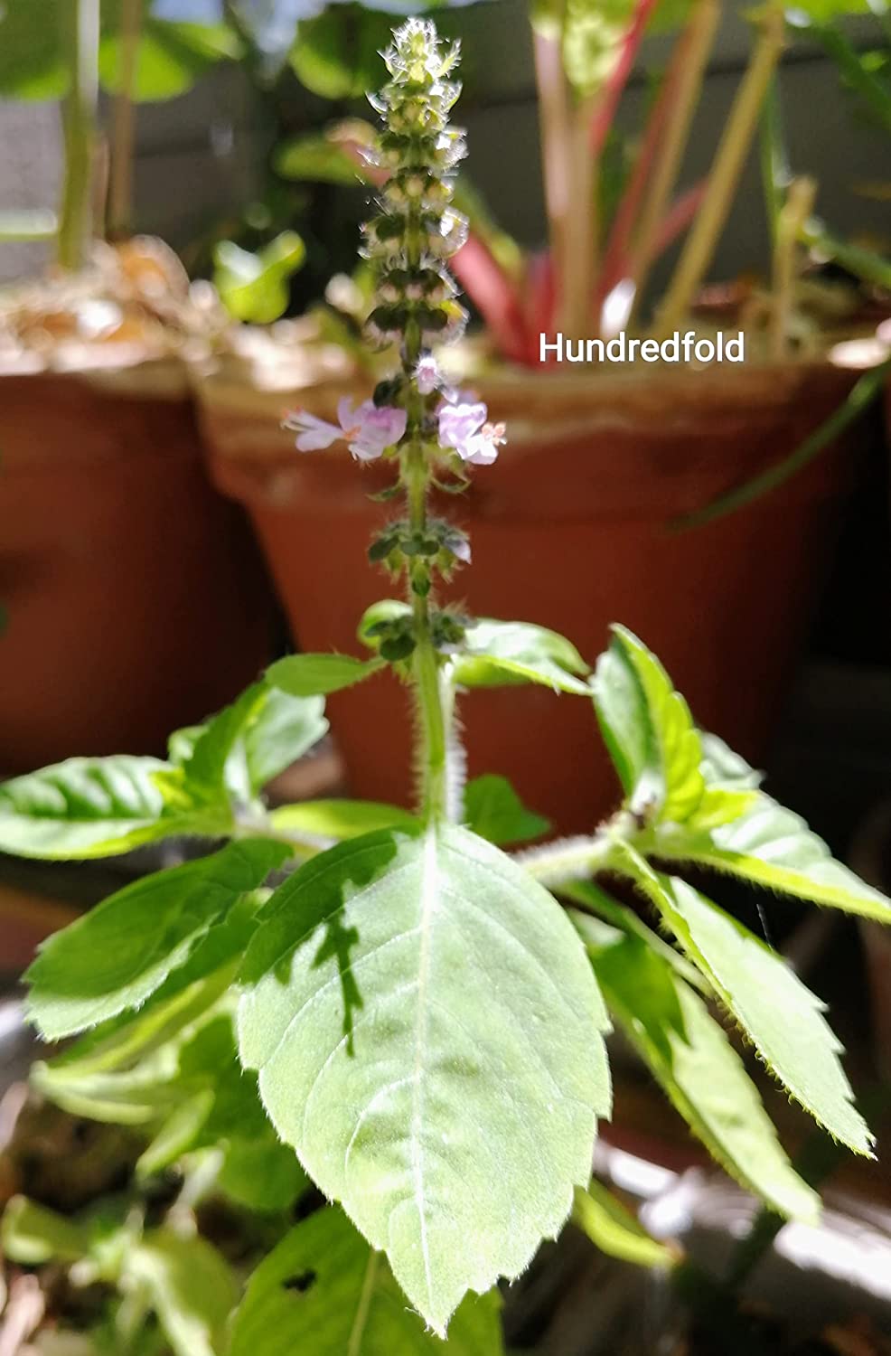 Centuple Kapoor Tulsi Tulasi Basil 200 graines d'herbes - Ocimum tenuiflorum Basilic sacré sans OGM pour la cuisine sud-asiatique, emballé et expédié au Canada