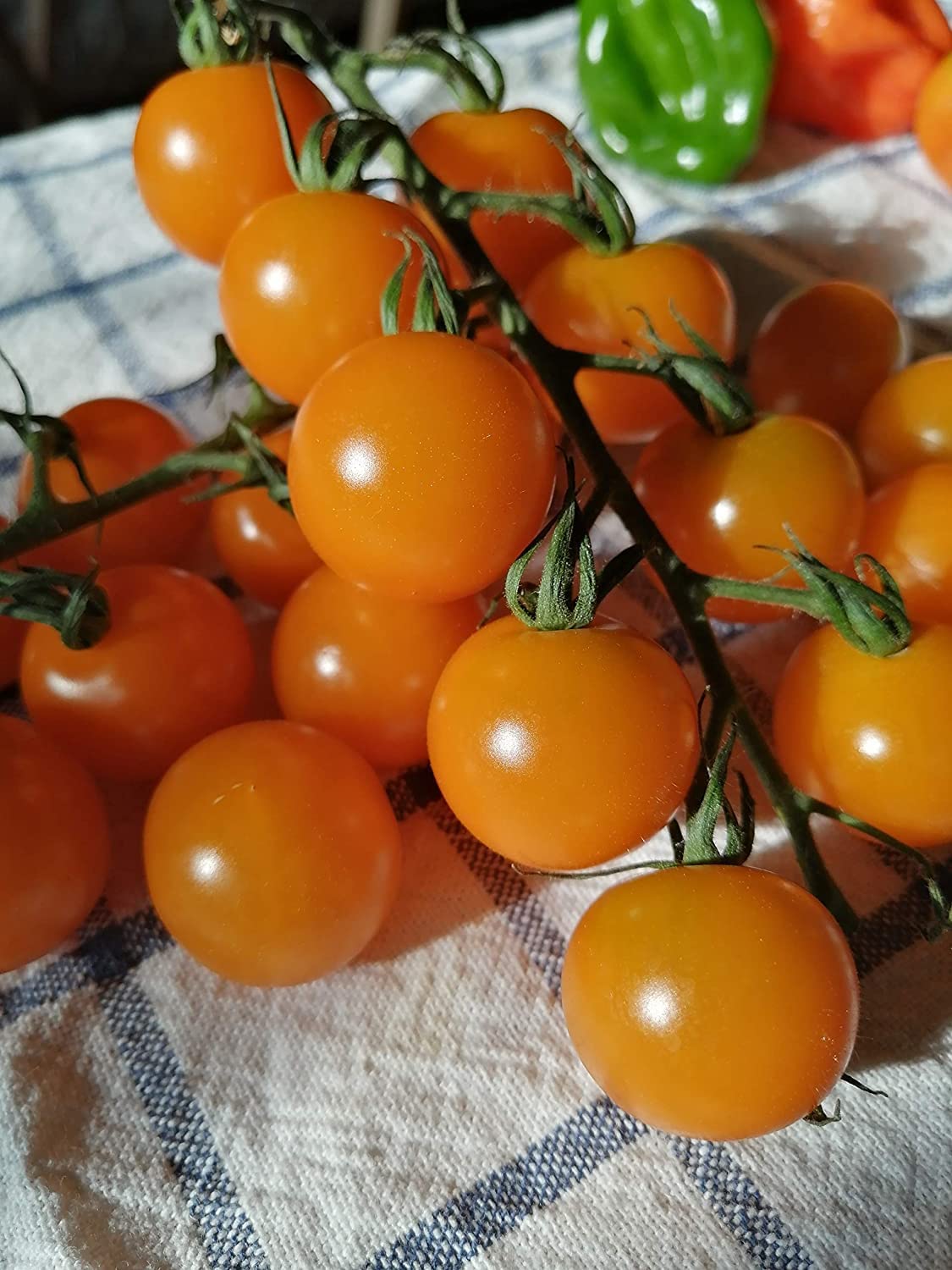 Honey Drop Cherry Tomato 30 Vegetable Seeds - Non-GMO Sweet and Flavorful Fruits, Honeydrop, Easy to Grow, Productive, Great for Containers or Small Spaces