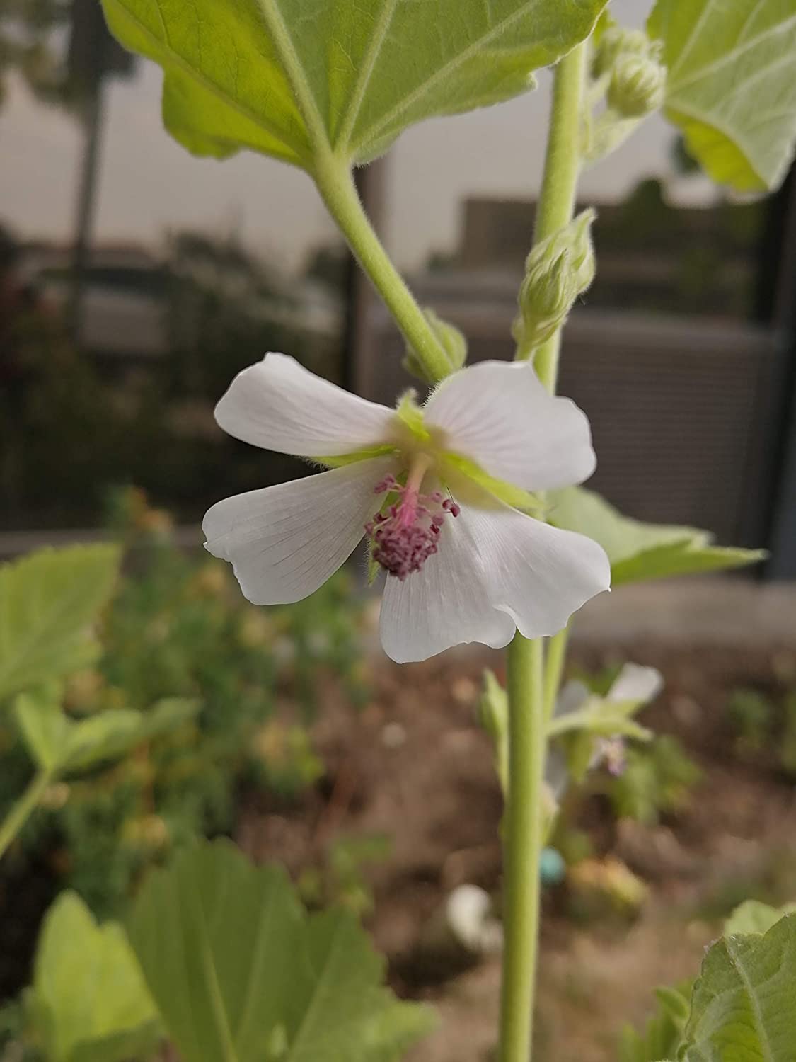 Guimauve biologique au centuple 50 graines d'herbes - Althaea officinalis Sans OGM pour racine de guimauve ou fleurs d'abeille
