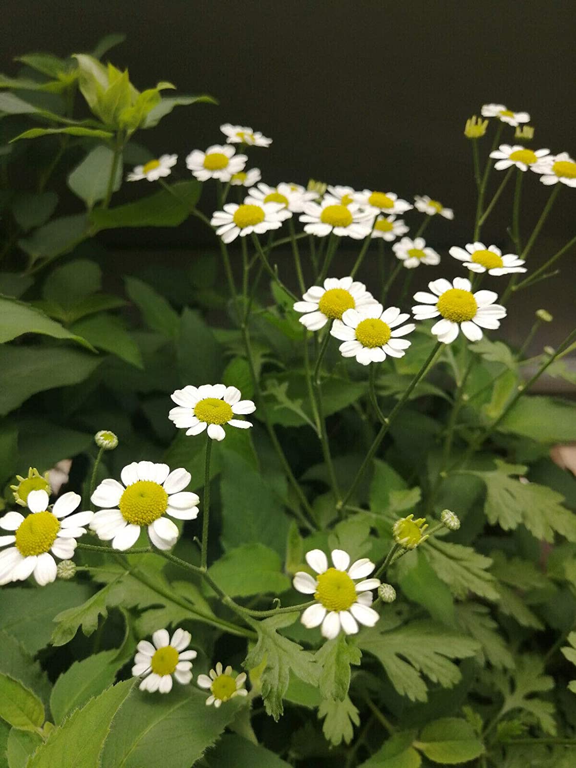 Grande camomille biologique au centuple 100 graines - Chrysanthème Tanacetum parthenium, herbe médicinale traditionnelle, fleurs ressemblant à des marguerites