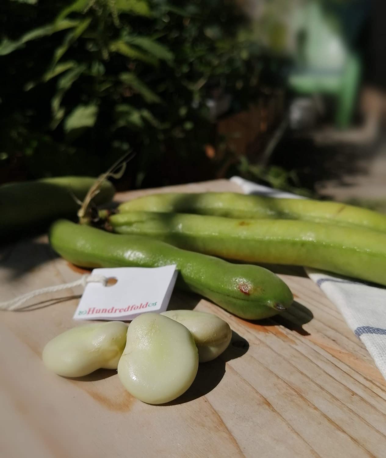 Hundredfold Windsor Fava Broad Bean 30 Vegetable Seeds - Vicia faba Non-GMO Heirloom Horse Bean, Rich in Protein & Fiber