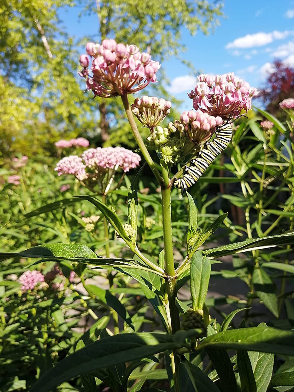 Hundredfold Swamp Milkweed One Perennial Flower Live Plant - Asclepias incarnata, Rose Milkweed, Bare-Rooted Live-plant (No Pot), Canada Native, Host Plant for Monarch Butterfly Larvae, Tolerate Wet Soils, Butterfly Garden Staple, Ontario Grown