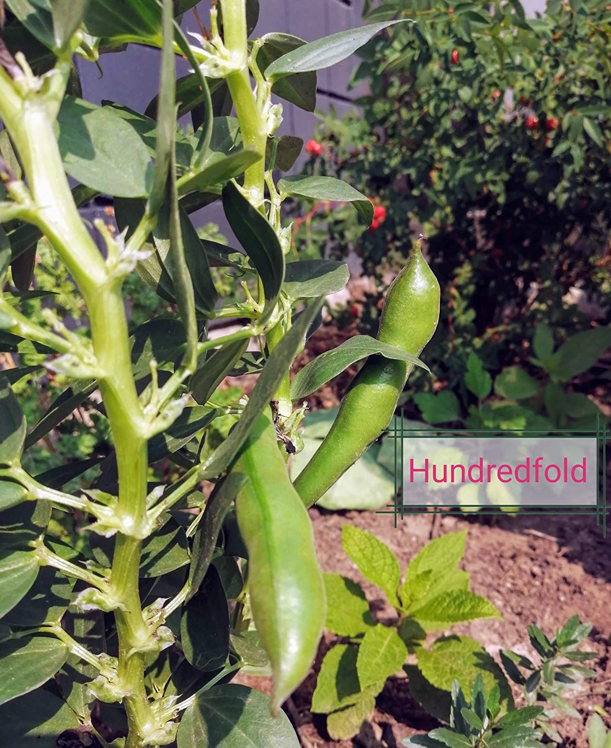 Hundredfold Windsor Fava Broad Bean 30 Vegetable Seeds - Vicia faba Non-GMO Heirloom Horse Bean, Rich in Protein & Fiber