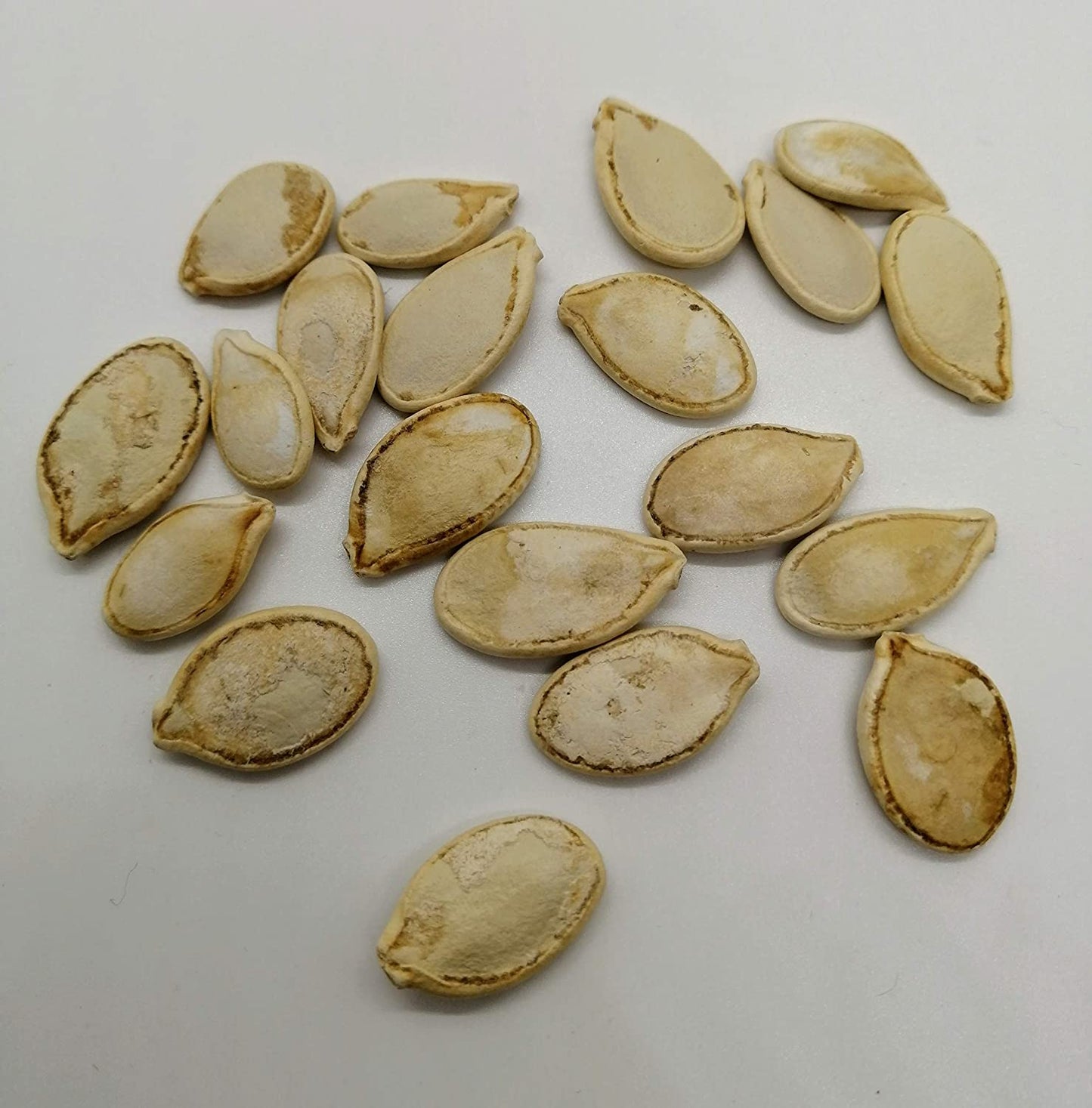 Courge d'hiver New England Blue Hubbard 20 graines - Cucurbita Maxima Légume d'héritage sans OGM