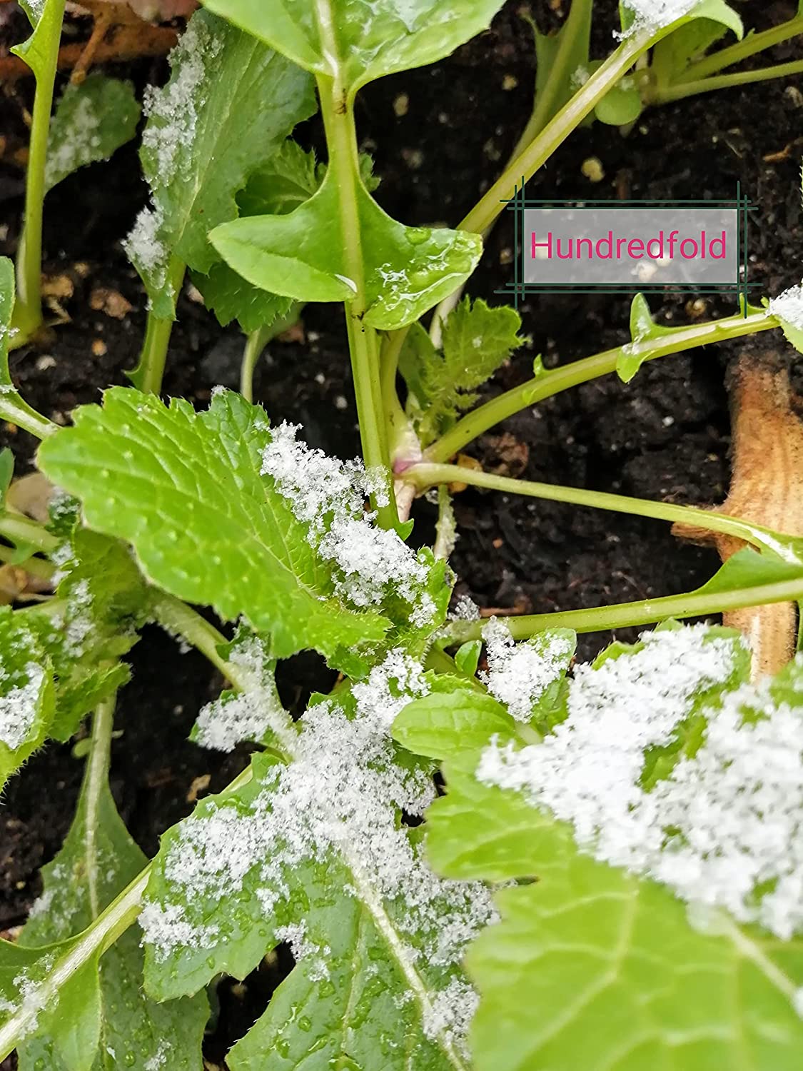 Purple Top White Globe Turnip 400 Vegetable Seeds for Planting - Brassica rapa Non-GMO Heirloom Grow-Your-Own Grow Your Own Survival Food, Fresh Seeds Can Be Stored for 4 Years, Excellent for Microgreen