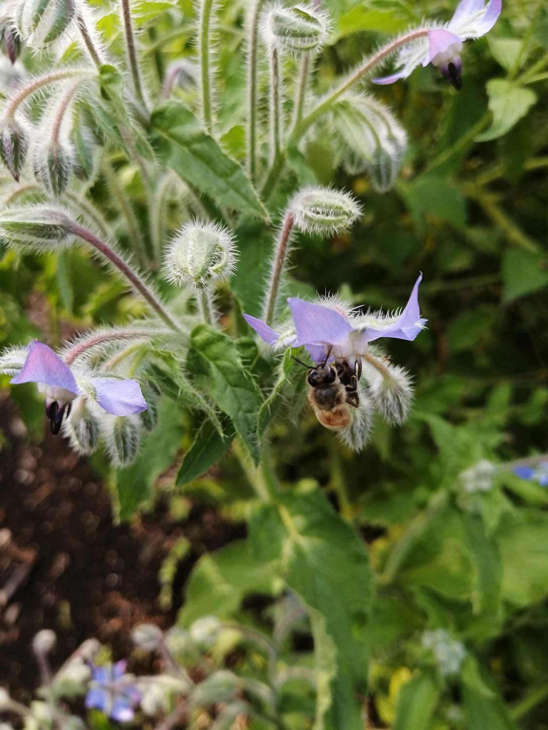 Bourrache au centuple 100 graines d'herbes - Borago officinalis, Starflower sans OGM, Fleurs et jeunes pousses comestibles, Buisson d'abeilles ou Pain d'abeilles