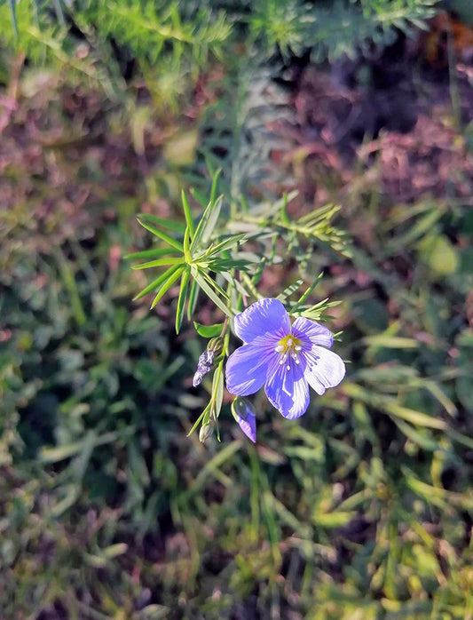 Hundredfold Blue Flax 500 Flower Seeds - Linum perenne Non-GMO, Prairie Flax, Perennial Flax