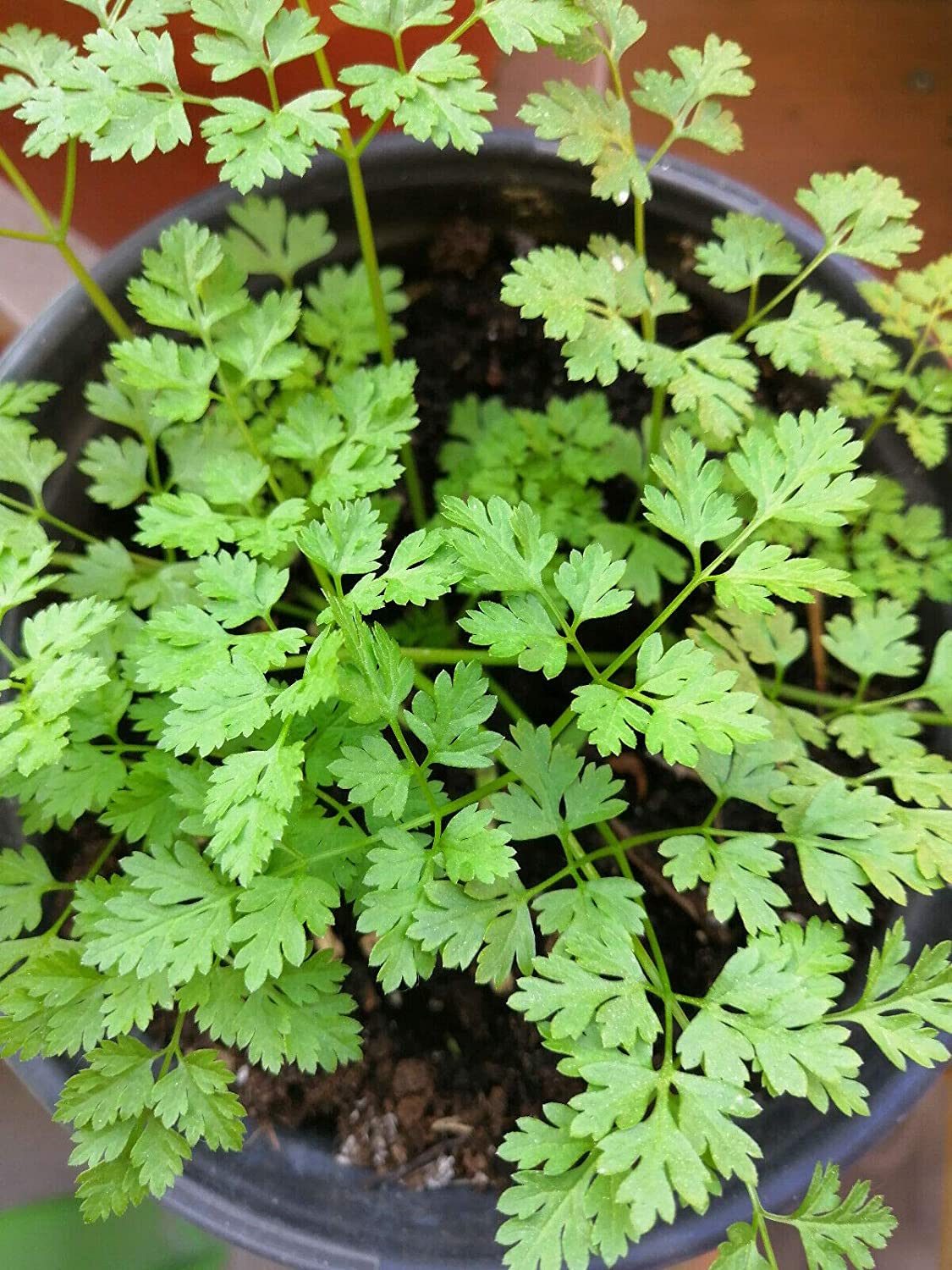 Cerfeuil centuple 500 graines d'herbes - Anthriscus cerefolium Persil français sans OGM