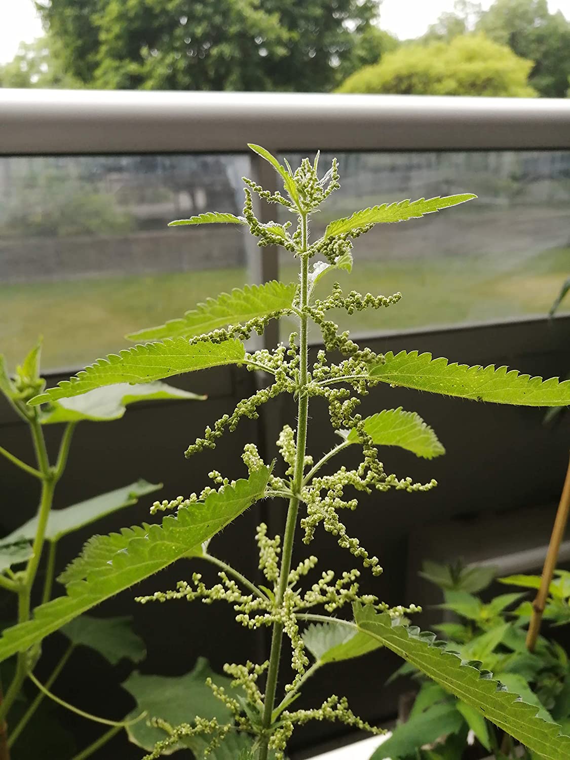 Ortie 200 graines d'herbes - Ortie commune, Urtica dioica