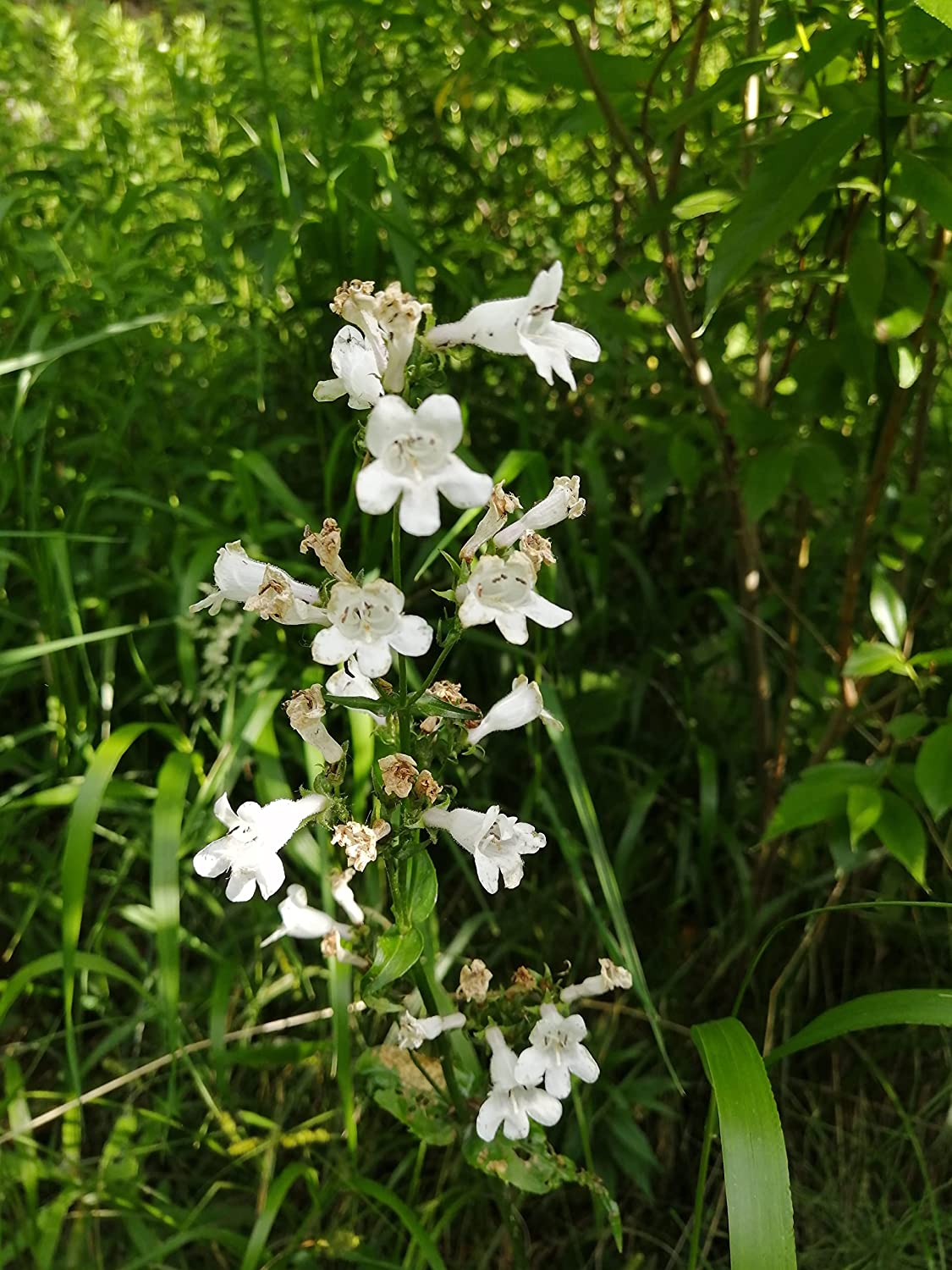 Foxglove Beardtongue Wildflower 500 Seeds - Penstemon Digitalis Mississippi Penstemon Smooth White Beardtongue Native Top Pollinator Plant