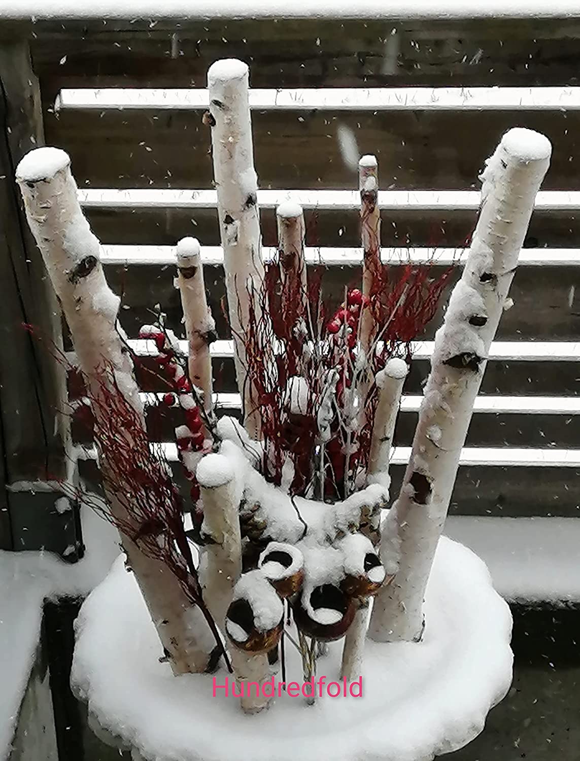 Bouleau à papier 50 graines - Betula papyrifera Bouleau blanc américain, bouleau à canoë Arbre indigène au Canada et aux États-Unis, excellent pour l'aménagement paysager et le reboisement