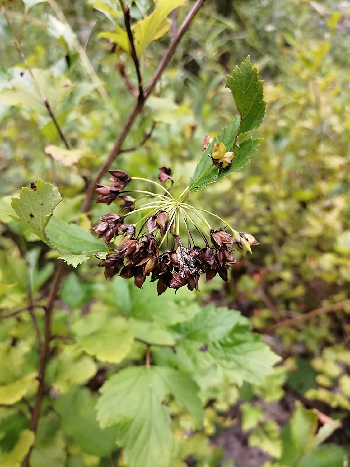 Common Ninebark 30 Seeds - Physocarpus opulifolius North America Native Shrub Low-Maintenance Landscaping Bush