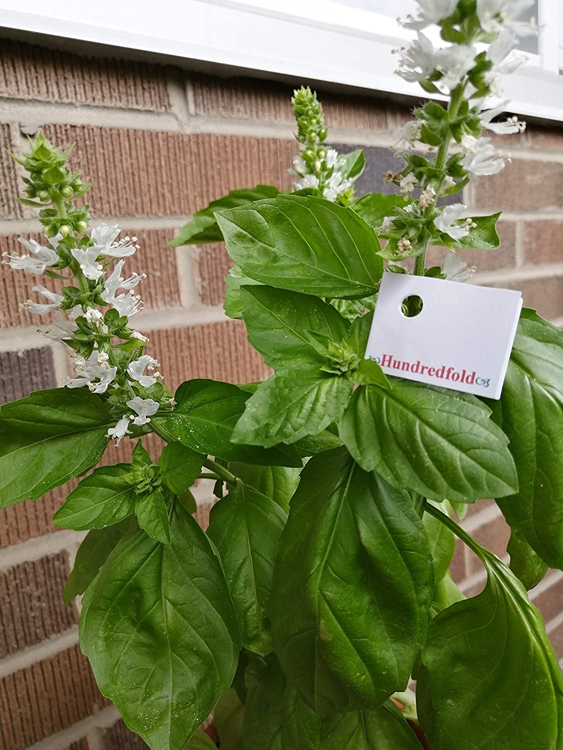Hundredfold Genovese Basil 200 Herb Seeds - Ocimum basilicum Heirloom Non-GMO Perfumed Basil, Best for Pesto Pasta