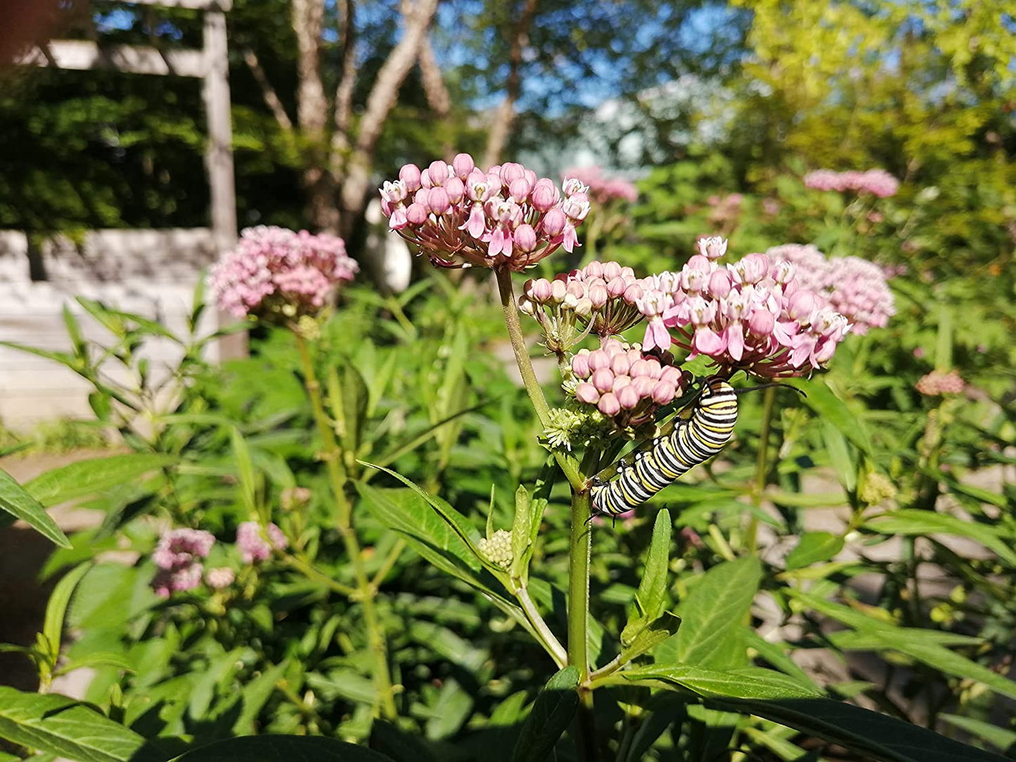 Hundredfold Swamp Milkweed 20 Perennial Flower Seeds - Asclepias incarnata, Rose Milkweed, Canada Native, Host Plant for Monarch Butterfly Larvae, Tolerate Wet Soils, Butterfly Garden Staple
