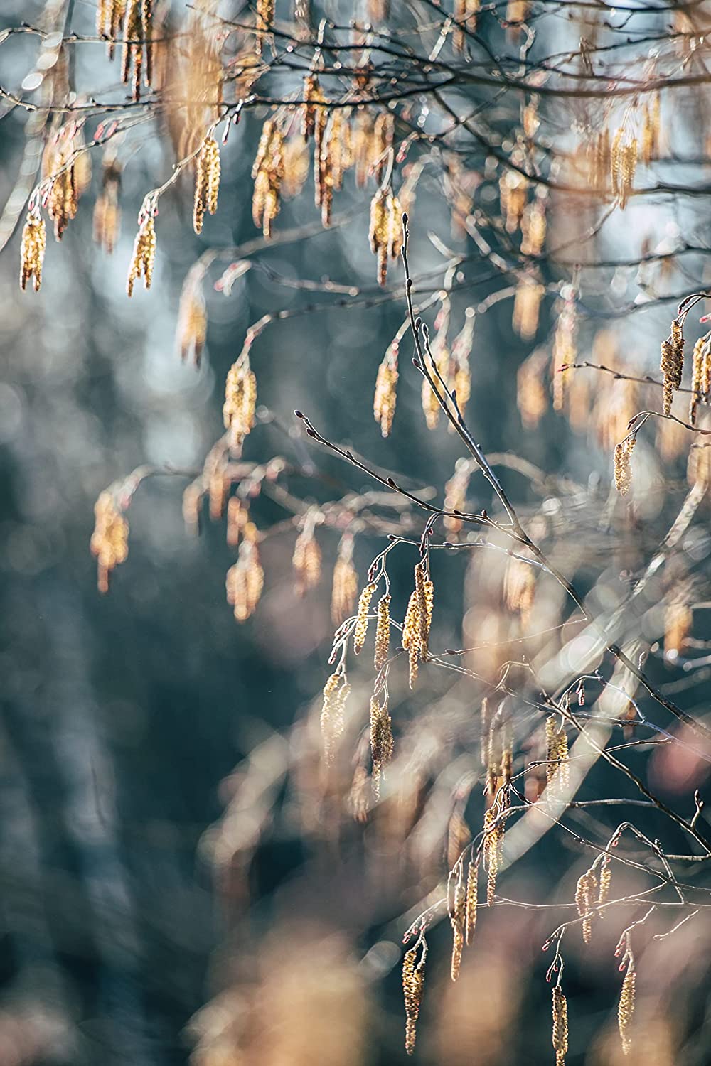 Aulne à feuilles minces - Alnus icana subsp. tenuifolia - 50 graines - Petit arbre indigène du Canada, fixateur d'azote, excellent pour les haies et les brise-vent