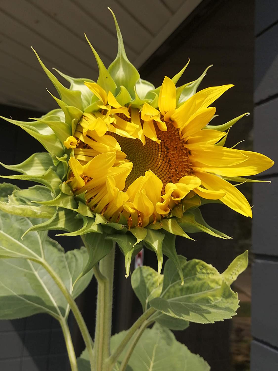 Tournesol géant à rayures grises Mammoth 20 graines d'héritage - Helianthus annuus Attirer les oiseaux chanteurs Oiseaux chanteurs et abeilles Abeilles